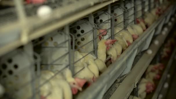 Κοτόπουλα κάθονται σε κλουβιά ανοιχτό αέρα και να τρώνε τροφή στο μεταφορικοί ιμάντες ψέμα κότες τα αυγά. Αργή κίνηση — Αρχείο Βίντεο