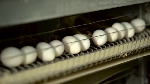 Chickens eating food and with eggs in tray. Slow motion — Stock Video