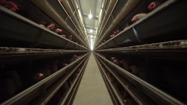 Pollo come en granja avícola. Movimiento lento — Vídeo de stock
