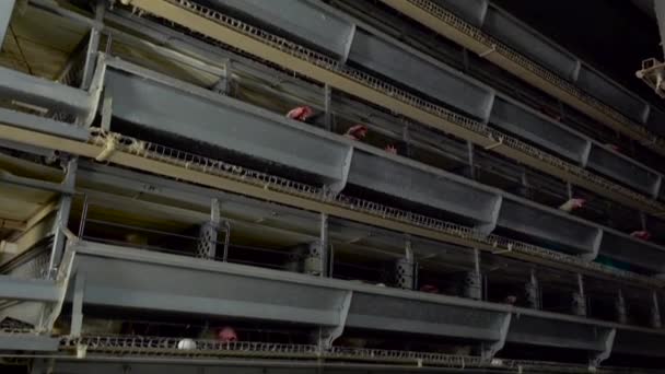 Kuřecí jíst jídlo v slepičí farma. Zpomalený pohyb — Stock video