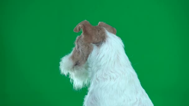 Closeup hoofd van fox terrier. Groen scherm — Stockvideo