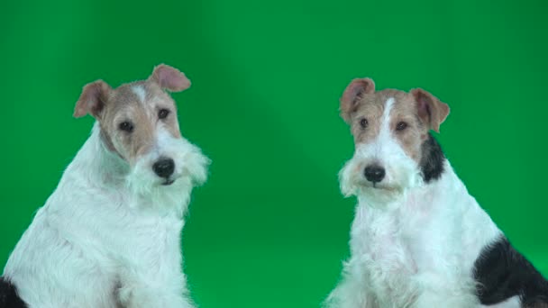 Two sitting fox terriers. Green screen — Stock Video