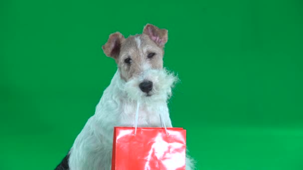 Fox terrier com bolsa laranja close-up. Tela verde — Vídeo de Stock