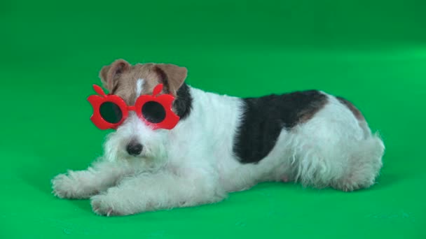 Foxterrier suhlt sich in roter Brille. Green Screen — Stockvideo