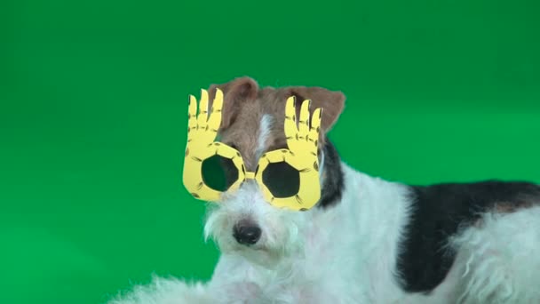 Fox Terrier Wallows w żółtych okularach Zielony ekran — Wideo stockowe