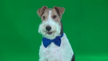 Tilki korkunç bir kelebek. Yeşil ekran