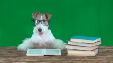 Kitaplar okul köpek. Yeşil ekran
