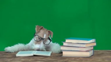 Kitap okuma gözlükleri ile tilki korkunç. Geen ekran