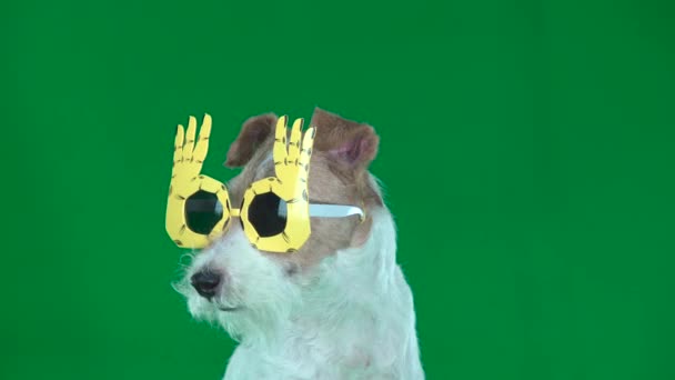 戴黄色眼镜的狐狸猎犬特写镜头。绿色屏幕 — 图库视频影像
