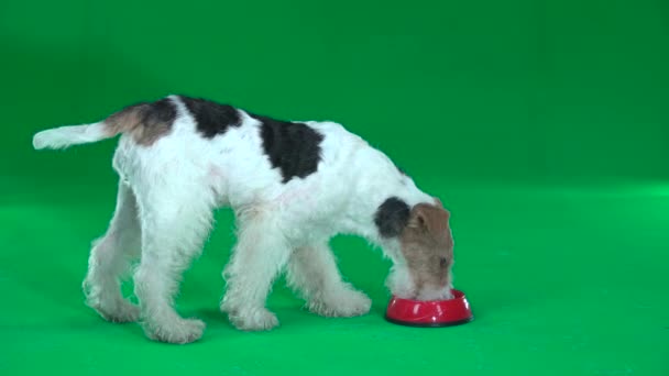 Fox terrier eats from a bowl. Green screen — Stock Video