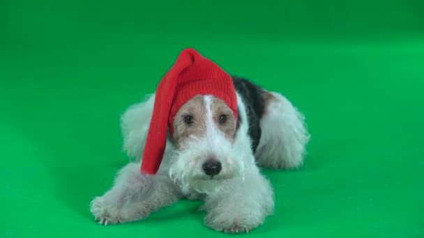 Fox terrier w nowy rok kapelusz. Zielony ekran — Wideo stockowe