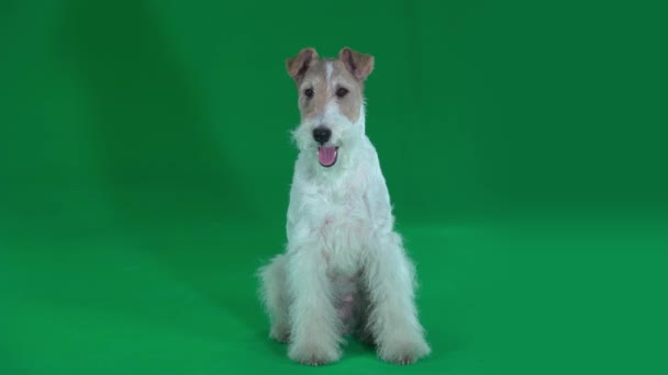 Biesiada fox terrier. Zielony ekran — Wideo stockowe