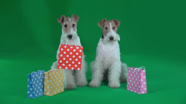 Two fox terriers are standing near the gift bags. Green screen — Stock Video