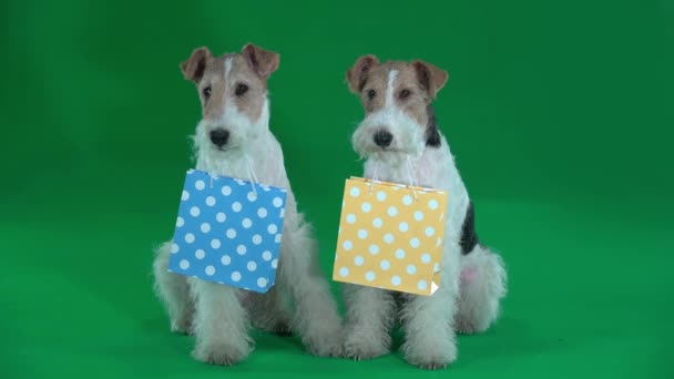 Dos zorros terriers tienen bolsas de regalo en los dientes. Pantalla verde — Vídeo de stock