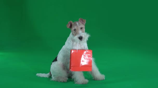 Fox terrier med orange väska. Grön skärm — Stockvideo