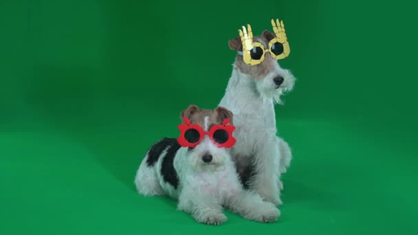 Dwa fox Terrier z śmieszne okulary. Zielony ekran — Wideo stockowe