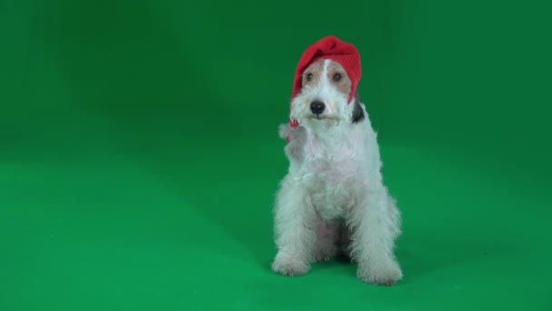 Fox terrier w Boże Narodzenie kapelusz. Zielony ekran — Wideo stockowe