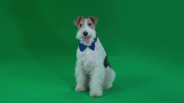 Fox terrier in una farfalla. Schermo verde — Video Stock