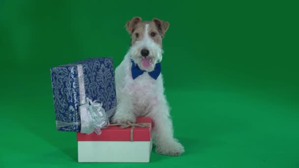 Fox terrier se sienta al lado de dos regalos. Pantalla verde — Vídeo de stock