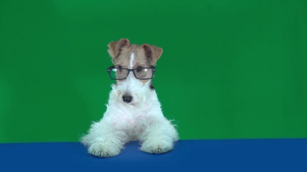 Fox terrier med glasögon vid bordet, hålla ett tomt plakat redo för din text eller produkt. . Grön skärm — Stockvideo