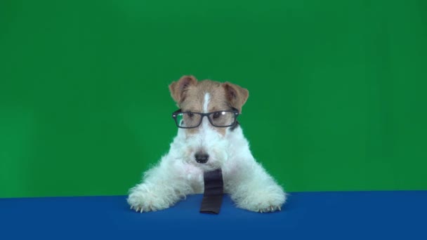 戴眼镜和领带的狐狸犬。绿色屏幕 — 图库视频影像