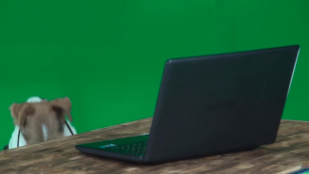 Фокс-терьер с очками и ноутбуком. Зеленый экран — стоковое видео