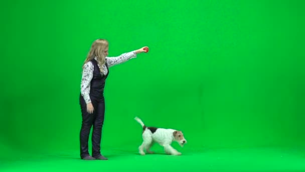 Jonge vrouw om een hond te trainen. Groen scherm — Stockvideo