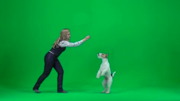 Bir tilki terrier ile hayvan terbiyeci kadın. Yeşil ekran — Stok video