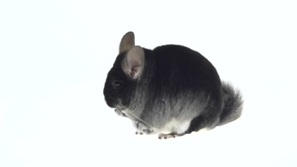 Amplia vista lateral de cuerpo completo de una linda chinchilla gris comiendo una nuez. Aislado sobre un fondo de estudio blanco . — Vídeo de stock