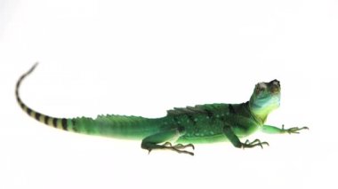 Beyaz arka planda yeşil basilisks veya Basiliscus basiliscus.