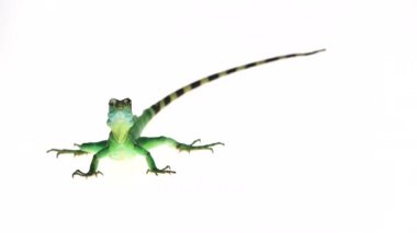 Beyaz arka planda yeşil basilisks veya Basiliscus basiliscus.