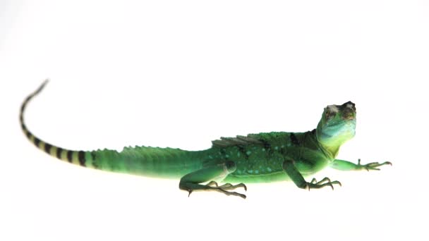 Green basilisks or Basiliscus basiliscus on white background. — Stock Video