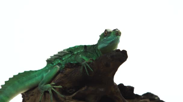 Yeşil basilisks veya Basiliscus basiliscus beyaz bir arka plan karşı stüdyoda ahşap budak üzerinde. — Stok video