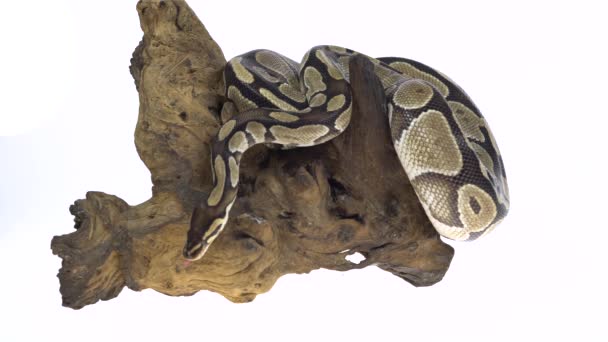 Royal Python of Python Regius op Houten Zeurpiet in Studio Tegen een Witte Achtergrond. — Stockvideo