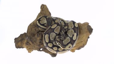 Royal Python ya da Python Regius Stüdyoda Beyaz Arkaplan Karşısında Ahşap Çıkmazda.