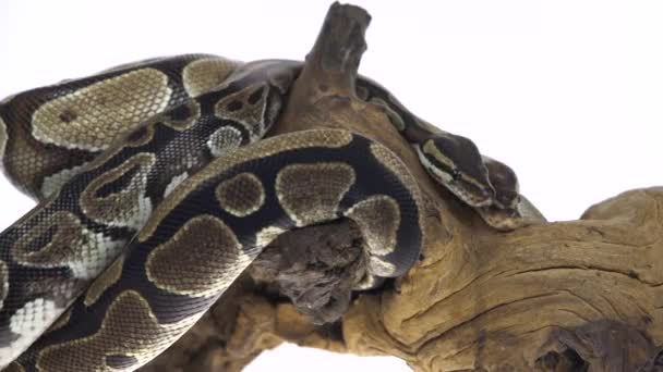 Royal Python or Python regius on wooden snag in studio against a white background. — Stock Video