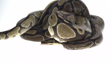 Royal Python veya Python Regius, Beyaz Arkaplan Karşıtı Stüdyoda İzole Edildi.
