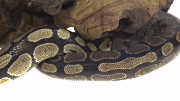 Royal Python or Python regius on wooden snag in studio against a white background. — Stock Video
