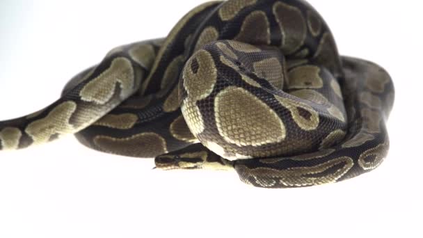 Royal Python nebo Python Regius izolované ve studiu na bílém pozadí. — Stock video