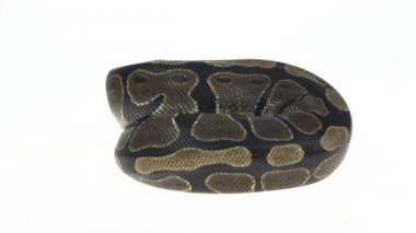 Royal Python veya Python Regius, Beyaz Arkaplan Karşıtı Stüdyoda İzole Edildi.