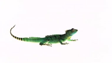 Beyaz arka planda yeşil basilisks veya Basiliscus basiliscus.
