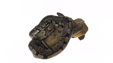 Royal Python ya da Python Regius Stüdyoda Beyaz Arkaplan Karşısında Ahşap Çıkmazda.