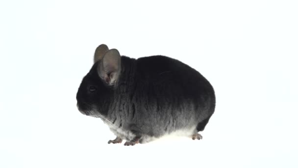 Wide full body side view of a cute grey chinchilla isolated on a white studio background — Stock Video