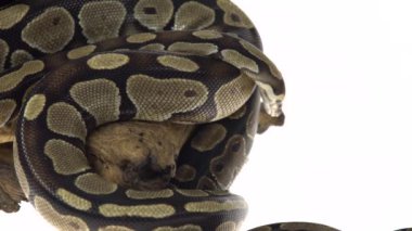 Royal Python ya da Python Regius Stüdyoda Beyaz Arkaplan Karşısında Ahşap Çıkmazda.