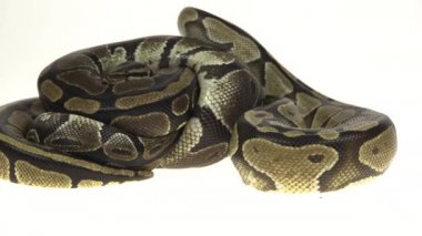 Royal Python veya Python Regius, Beyaz Arkaplan Karşıtı Stüdyoda İzole Edildi.