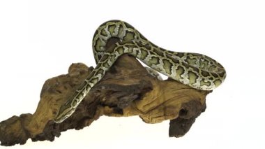 Granit Birmanya Python veya Python molurus bivittatus beyaz arka planda izole ahşap budak üzerinde.