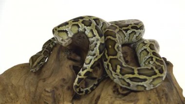 Granit Birmanya Python veya Python molurus bivittatus beyaz arka planda izole ahşap budak üzerinde.