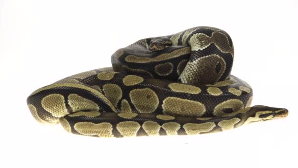 Royal Python nebo Python Regius izolované ve studiu na bílém pozadí. — Stock video