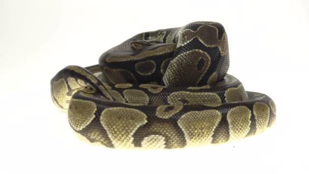 Royal Python veya Python Regius, Beyaz Arkaplan Karşıtı Stüdyoda İzole Edildi. — Stok video