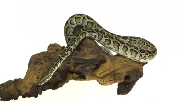 Granit Burmese Python or Python molurus bivittatus on wooden snag isolated in white background. — Stock Video